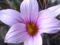 Romulea rosea flowering nearly white
